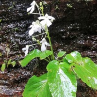 Impatiens acaulis Arn.